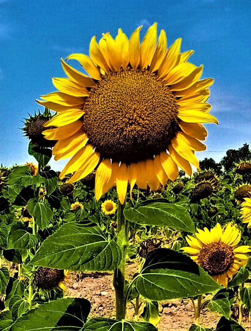 girasol