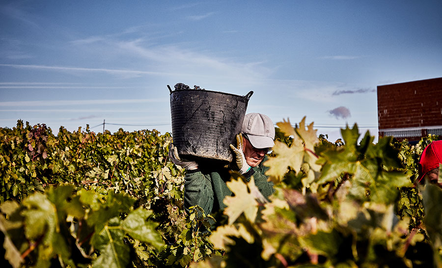 Bodegas y Viñedos Valderiz