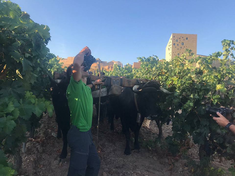 XIX RUTA CARRETERIL Etnografía del vino Ribera del Duero