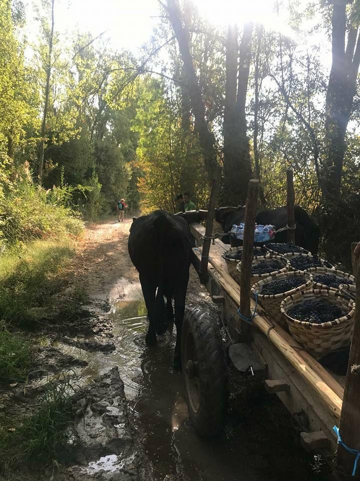 XIX RUTA CARRETERIL Etnografía del vino Ribera del Duero