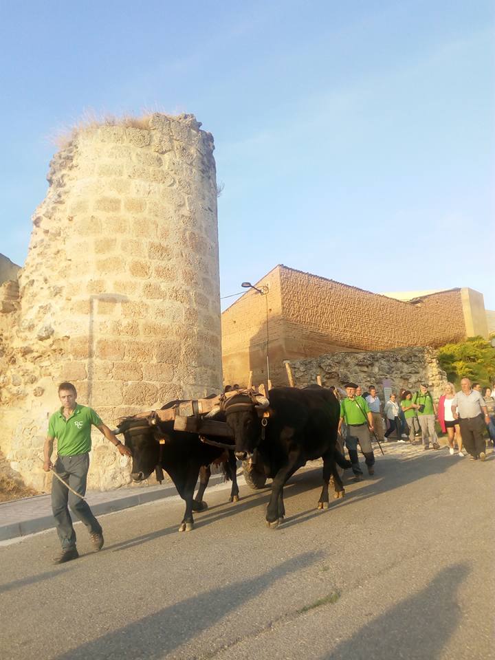 XIX RUTA CARRETERIL Etnografía del vino Ribera del Duero