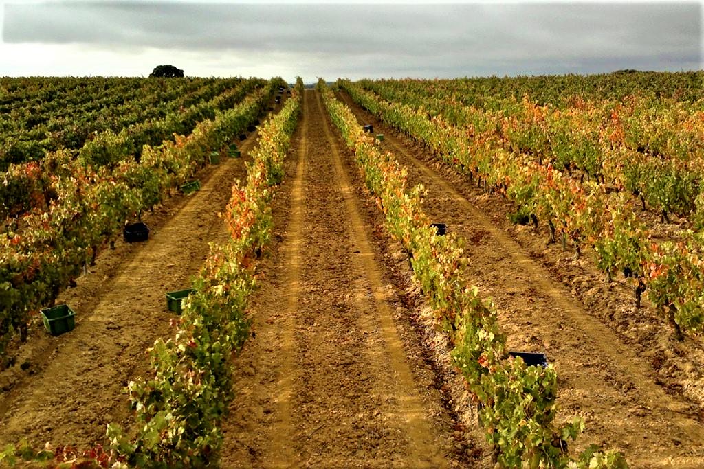 Bodega Briones